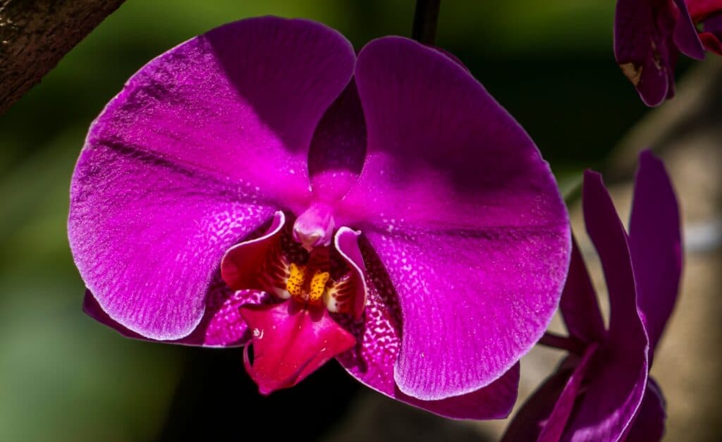 Master orchid care with or step by step guide