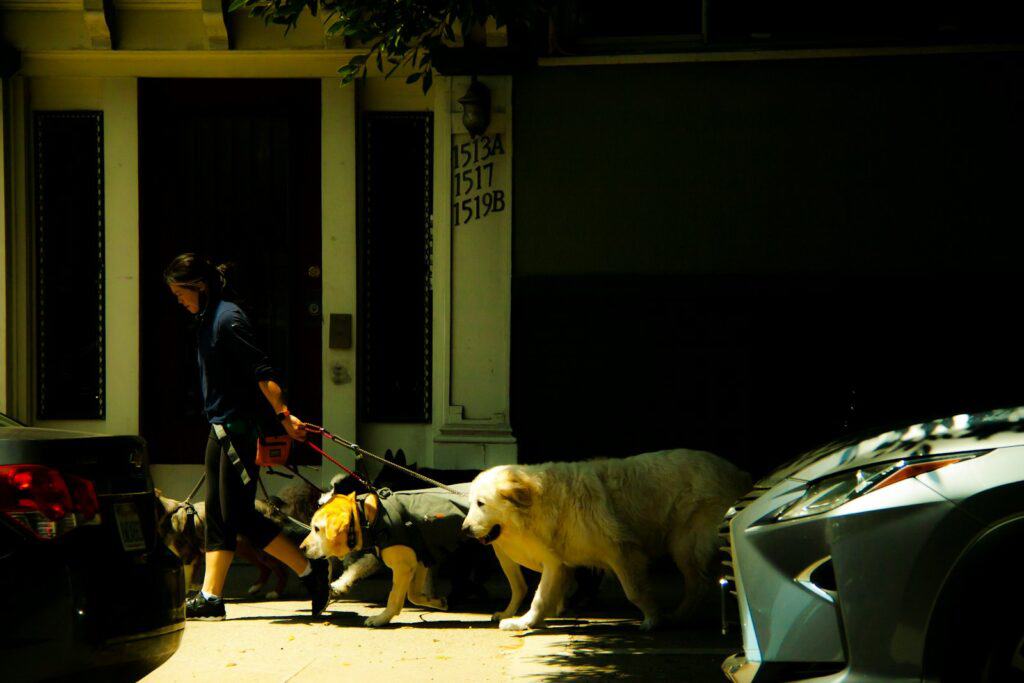 a women taking her dogs for a healthy daily walk